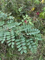 Indigofera tinctoria