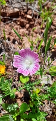 Malva hispanica
