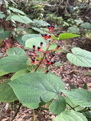 Clerodendrum japonicum