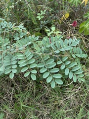 Indigofera tinctoria