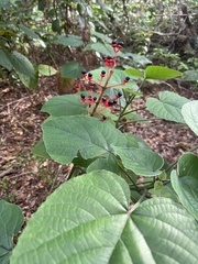 Clerodendrum japonicum