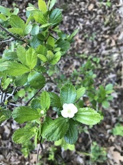 Crataegus uniflora
