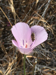 Calochortus splendens