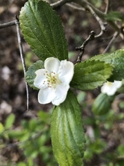 Crataegus uniflora