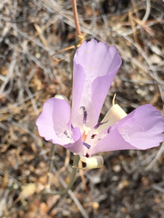 Calochortus splendens
