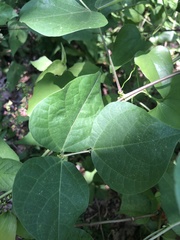 Phaseolus polystachios