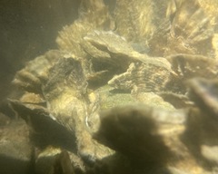 Chasmodes bosquianus