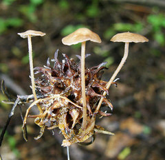 Collybiopsis biformis