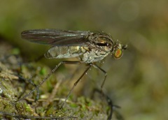Scelloides