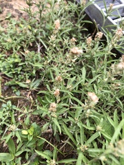 Gamochaeta calviceps