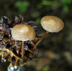 Collybiopsis biformis