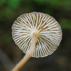 Collybiopsis biformis