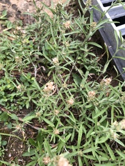 Gamochaeta calviceps