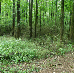 Collybiopsis biformis