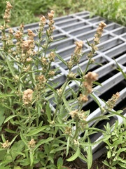 Gamochaeta calviceps