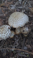 Stropharia rugosoannulata