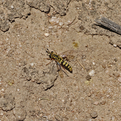 Pseudonomoneura hirta