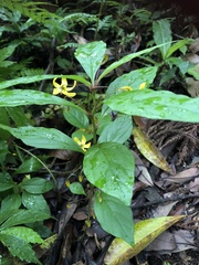 Lysimachia ardisioides