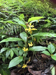 Lysimachia ardisioides