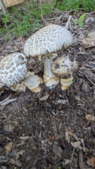 Stropharia rugosoannulata