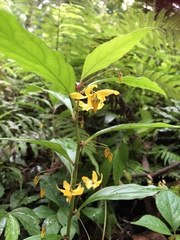 Lysimachia ardisioides