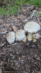 Stropharia rugosoannulata