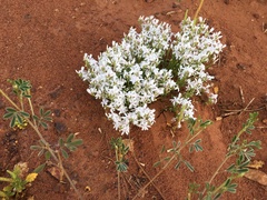 Macgregoria racemigera