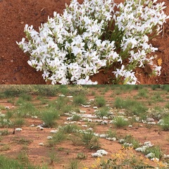 Macgregoria racemigera