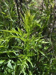 Datisca glomerata