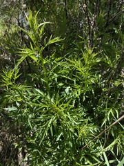 Datisca glomerata
