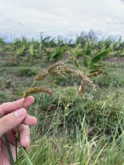 Echinochloa crus-pavonis