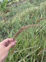 Echinochloa crus-pavonis