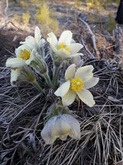 Pulsatilla patens