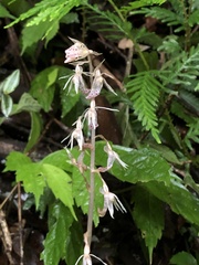 Epipogium kentingensis