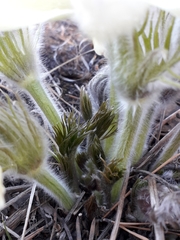 Pulsatilla patens