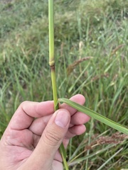 Echinochloa crus-pavonis