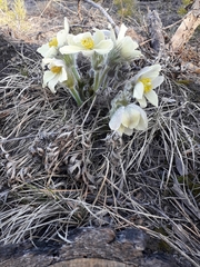 Pulsatilla patens