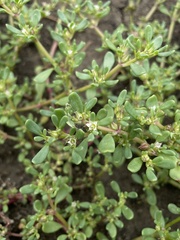 Sesuvium maritimum