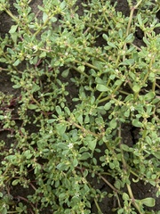 Sesuvium maritimum