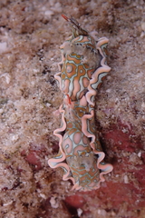 Sagaminopteron psychedelicum