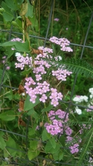 Achillea roseo-alba