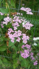 Achillea roseo-alba