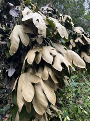 Oreopanax obtusilobus