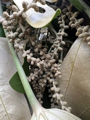 Oreopanax obtusilobus