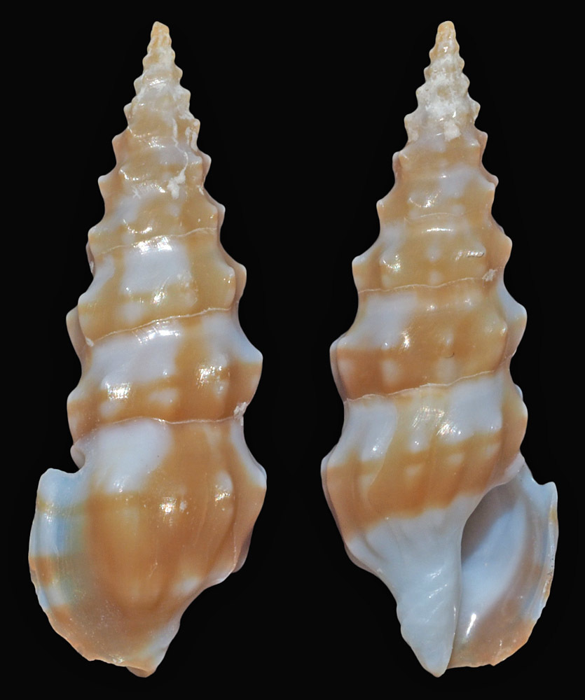 Splendrillia laeta