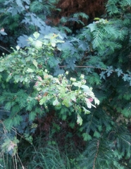 Crataegus