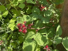 Rubus phoenicolasius