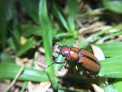 Cyclommatus scutellaris