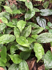 Goodyera rubicunda