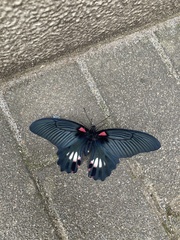 Papilio memnon thunbergii